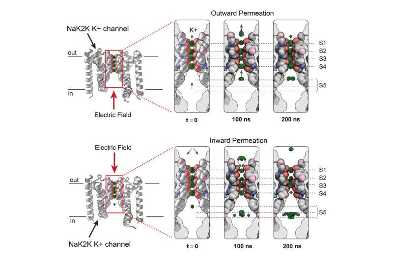 新型X射线技术捕捉运动中的蛋白质(图1)